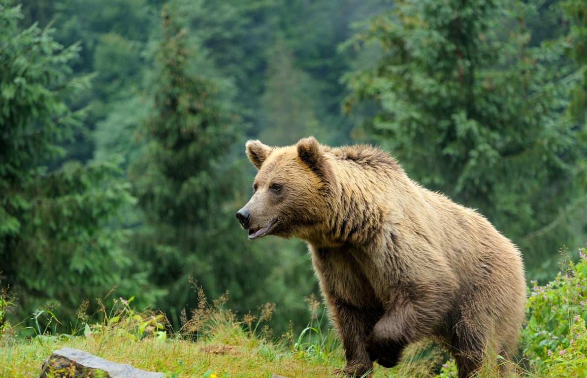 Smutne wiadomości z Poznania: Zmarł niedźwiedź brunatny Baloo, mieszkaniec zoo od 2016 roku